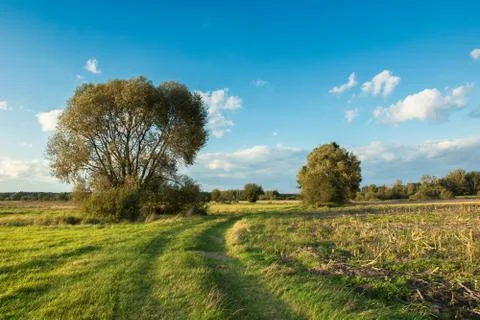 Road through a meadow, big trees and white clouds in the sky Stock Photos