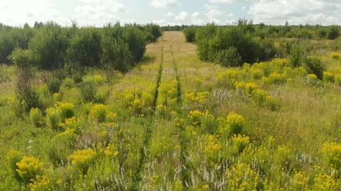 Road through a meadow Stock Footage 116983181