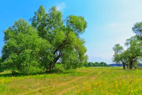 The road through a meadow Stock Photos