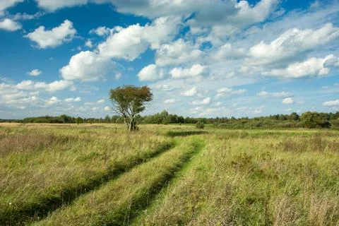 Road through the meadow 库存照片