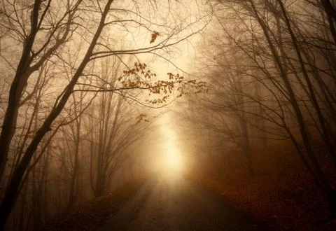 Road through misty forest Stock Photos