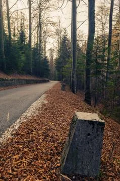 Road through mixed forest with old concrete bollards next to it in late autumn Foto stock