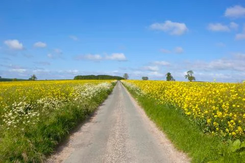 Road through mustard fields Stock Photos