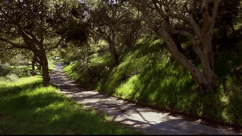 Road Through Oaks Stock Footage 106115659