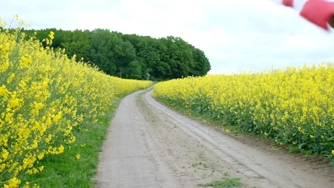 Road through the oilseed rape field Stock Footage 155021426