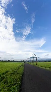 Road Through Paddy Field Under Cloudy Sky Stock Photos
