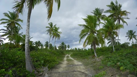 Road through the palm jungle. Stock Footage 160612890