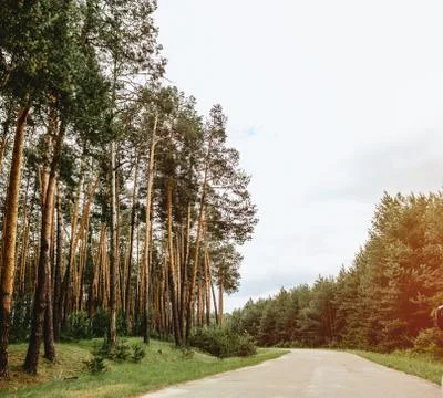 Road through pine forest despite green spring meadows Stock Photos