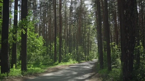 Road through a pine forest 库存影片 76437752