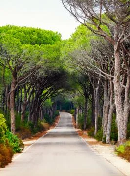 Road through a pine forest Stock Photos