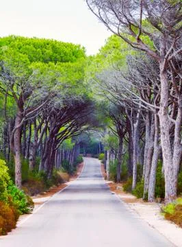 Road through a pine forest Stock Photos