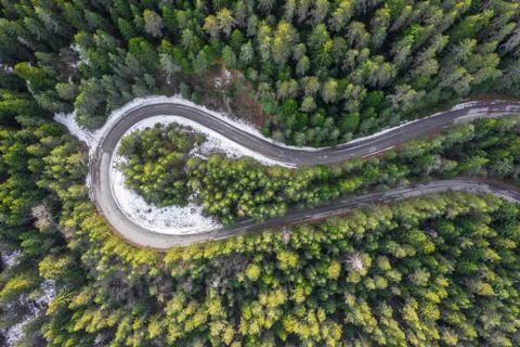 Road through the pine forest Stock-Fotos