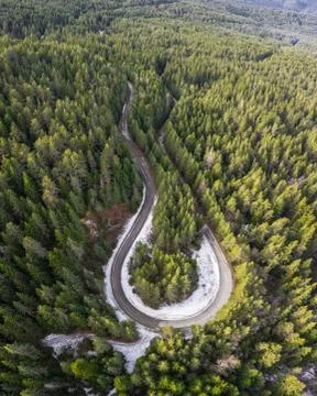 Road through the pine forest Stock-Fotos