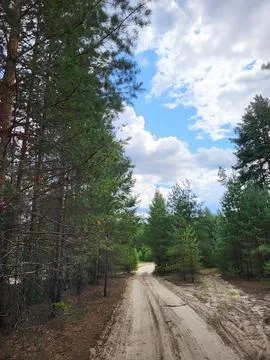Road Through the Pine Forest Stock Photos