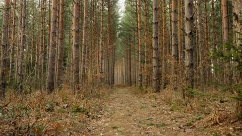 Road through pine tree forest Stock-Fotos