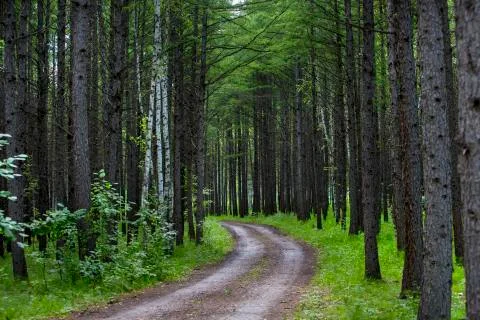 A road through pine trees at a forest Stock Photos