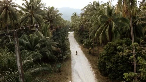 Road Through Rain Forest in Prachuap Khiri Khan Province / Thailand Video stock 74420683