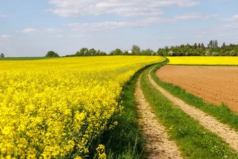 Road through rapeseed fields. growing rapeseed in the field for oil Stock-Fotos
