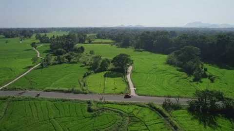 A road through rice paddy fields Stock Footage 223535229