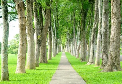 Road through row of trees Stockfoto's