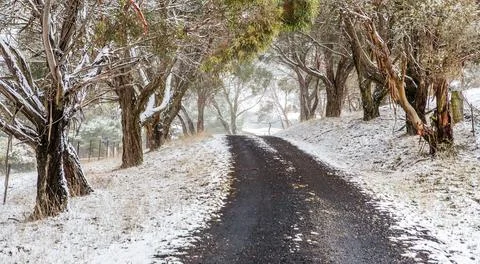Road through snow covered trees and fields Stock Photos