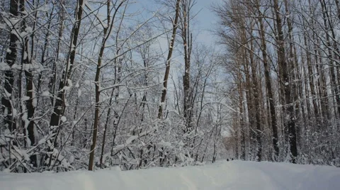 Road through snowy forest Stock-Footage 61076929