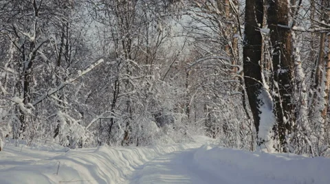 Road through snowy forest Stock-Footage 61077943