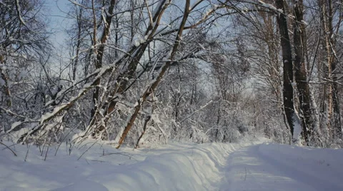 Road through snowy forest 動画素材 61078348