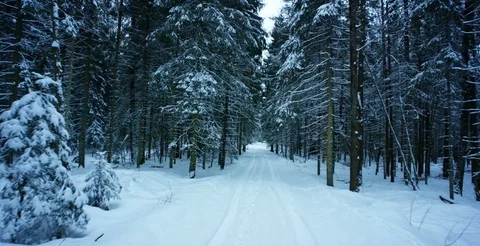 Road Through Snowy Forest Video stock 79298074