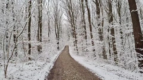 Road through a snowy forest. Video with winter landscape in the forest Stock Footage 297546293