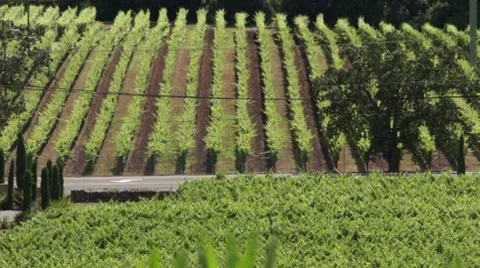 Road Through Sonoma Valley Wineries HD Stock Footage