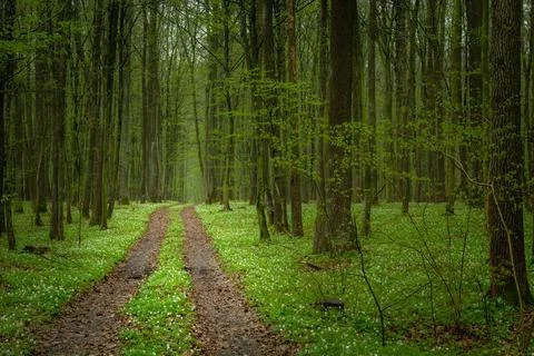 The road through the spring forest and white flowers Stock Photos