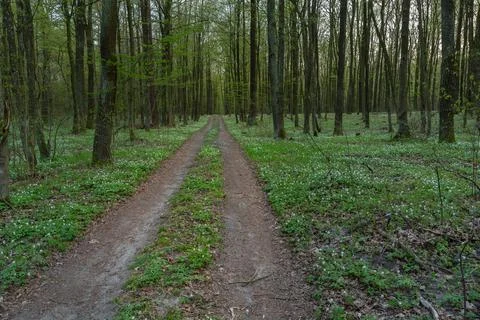 A road through a spring forest with a meadow with flowers Stock Photos