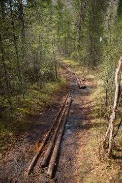 The road through through the forest wilds to the Blue Geyser Lake in the spri Stock Photos