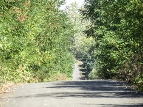 A road through trees and vegetation in Maramures, Romania Stock Photos