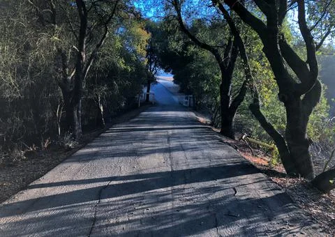 Road through trees 库存照片