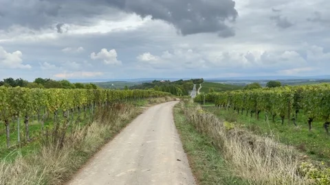 Road through the vineyards. Stock Footage 221648683