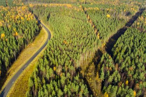 Road through wild pine forest on autumn landscape 스톡 사진