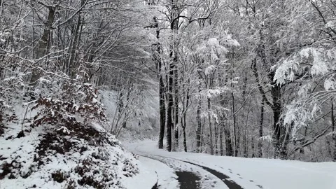 A road through a winter forest after a snowfall. Stock Footage 312874332