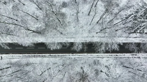 Road through wintery forest Stockbeeldmateriaal 166070182