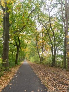 Road through the woods in autumn Stock Photos