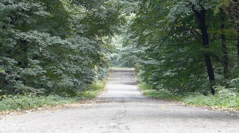 Road Through The Woods Video stock 53784725