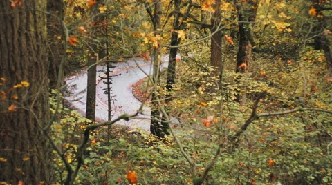 Road through the woods Stock Footage 56839816