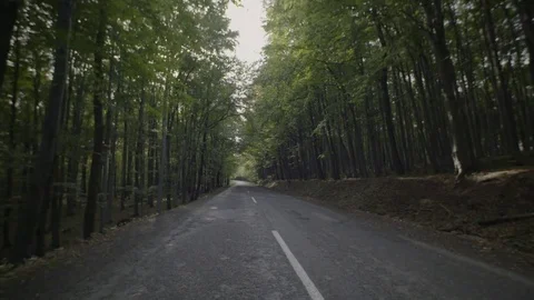 Road through the woods Video stock 72184850