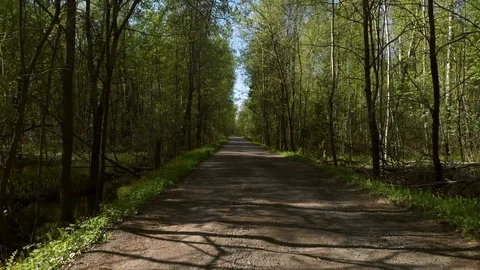 Road through the woods Stock Footage 89503694