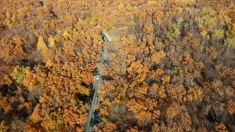 Road through yellow forest Stock Footage 100978293