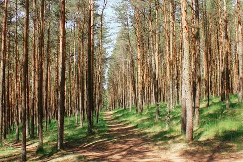 The road through the young pine forest. natural background 写真素材