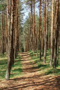The road through the young pine forest. natural background Fotos Stock