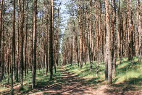 The road through the young pine forest. natural background Fotos de archivo