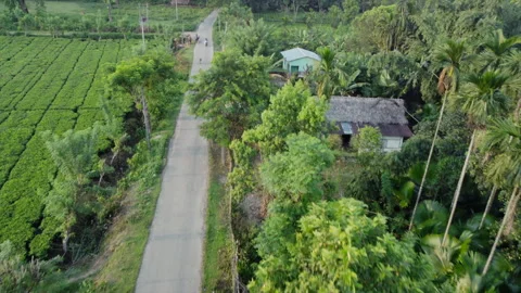 On Road Top Down Aerial Drone View Of Empty Rural Road In Assam Stock Footage 346776160